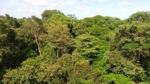 A Costa Rica-i dzsungel lombkorona szintből