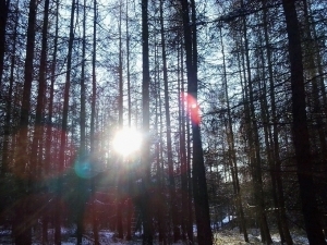Saját képem a téli erdőből